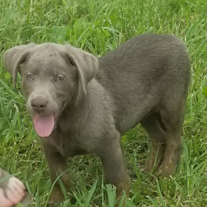 Labrador Retriever Puppy Cash