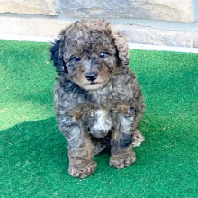 Aussiedoodle Puppy Merle