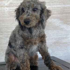 Aussiedoodle Puppy Merle