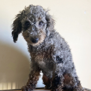 Aussiedoodle Puppy Merle