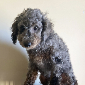 Aussiedoodle Puppy Merle