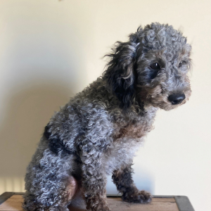 Aussiedoodle Puppy Merle