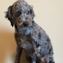 Aussiedoodle Puppy Merle