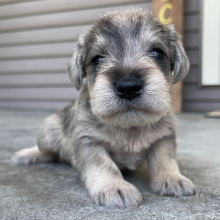 Miniature Schnauzer Puppy Arlo