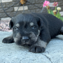Miniature Schnauzer Puppy Hunter