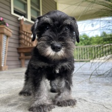 Miniature Schnauzer Puppy Hunter