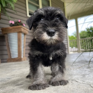 Miniature Schnauzer Puppy Hunter