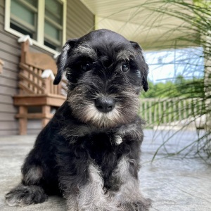 Miniature Schnauzer Puppy Hunter