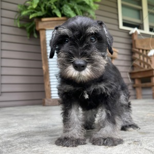 Miniature Schnauzer Puppy Hunter