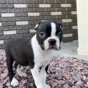 Boston Terrier Puppy Khloe