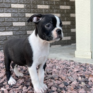 Boston Terrier Puppy Khloe