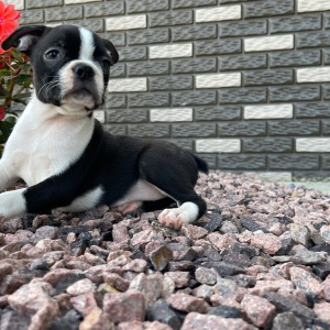 Boston Terrier Puppy Khloe