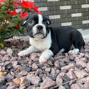 Boston Terrier Puppy Khloe