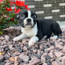 Boston Terrier Puppy Khloe