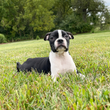 Boston Terrier Puppy Khloe