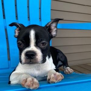 Boston Terrier Puppy Khloe