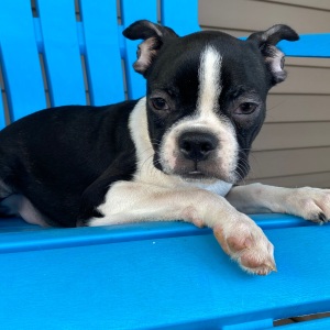 Boston Terrier Puppy Khloe