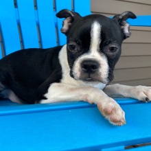 Boston Terrier Puppy Khloe