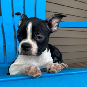 Boston Terrier Puppy Khloe