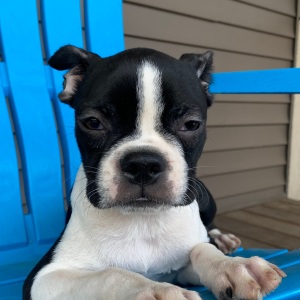Boston Terrier Puppy Khloe