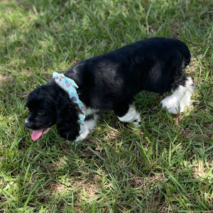 Cockalier Puppy Dana