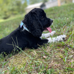Cockalier Puppy Dana
