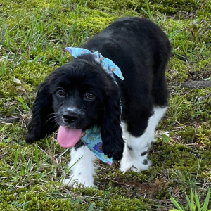 Cockalier Puppy Dana