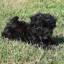 Maltipoo Puppy Zara