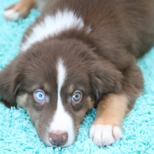 Australian Shepherd Puppy Reese