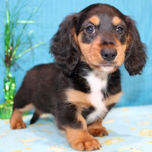 Dachshund Puppy Digs