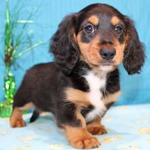 Dachshund Puppy Digs