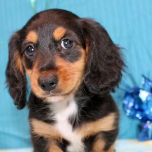 Dachshund Puppy Digs