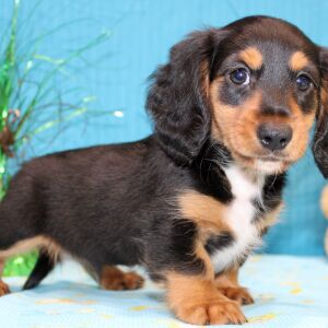 Dachshund Puppy Digs
