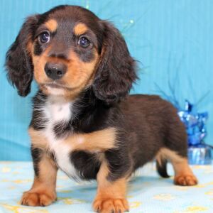 Dachshund Puppy Digs