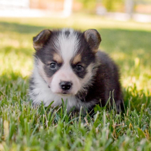 Pembroke Welsh Corgi Puppy Luther