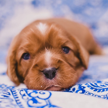 Cavalier King Charles Spaniel Puppy Whip
