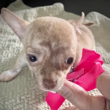 Chihuahua Puppy Lil Brindy
