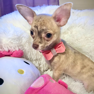 Chihuahua Puppy Lil Brindy