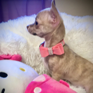 Chihuahua Puppy Lil Brindy