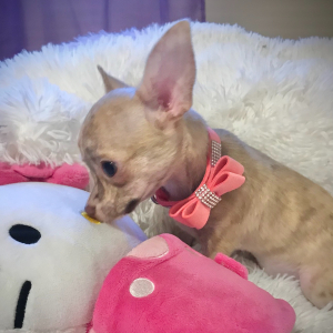 Chihuahua Puppy Lil Brindy