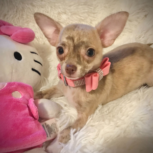 Chihuahua Puppy Lil Brindy