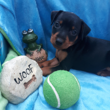 Miniature Pinscher Puppy Ace