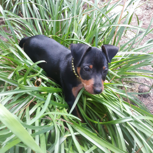 Miniature Pinscher Puppy Ace