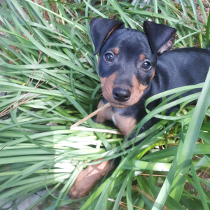 Miniature Pinscher Puppy Ace
