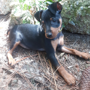 Miniature Pinscher Puppy Ace