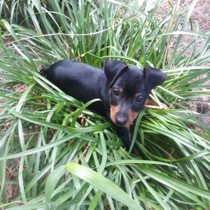 Miniature Pinscher Puppy Ace