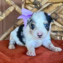 Australian Shepherd Puppy Tamale