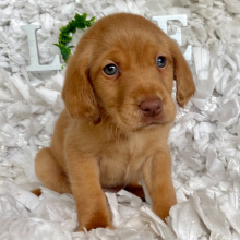 Labrador Retriever Puppy Maverick