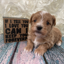 Maltipoo Puppy Dax