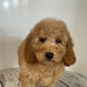 Goldendoodle Puppy Charger